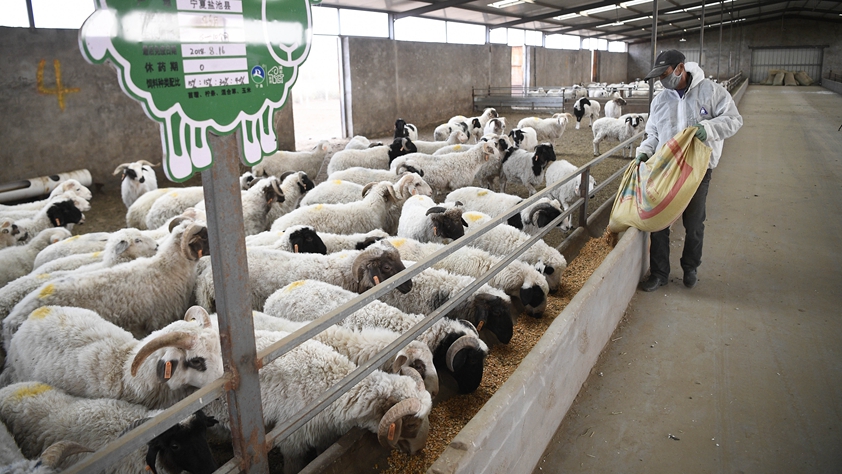 厚植產業(yè)根基 巧用金融工具&mdash;&mdash;寧夏鹽池縣脫貧紀實