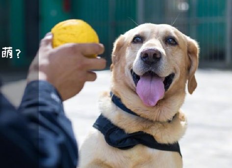 為了&ldquo;破冰&rdquo;，它們英勇無畏！