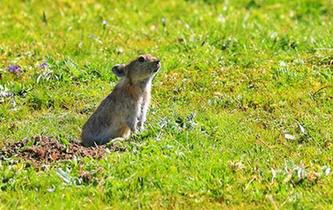 嘉塘草原的神秘&ldquo;萌物&rdquo;