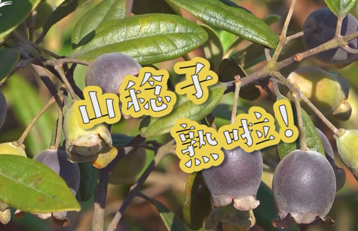 走向我們的小康生活丨山稔子熟啦！