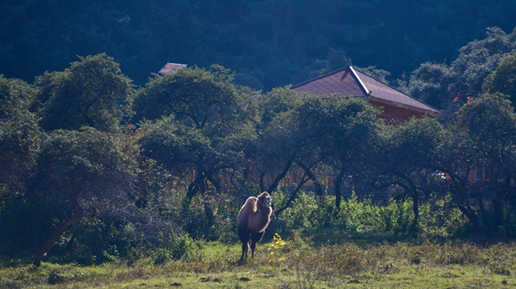 青?？柎澹?ldquo;光棍村&rdquo;的華麗轉(zhuǎn)身