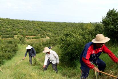 &ldquo;一畝油茶百斤油，又娶媳婦又蓋樓&rdquo;&mdash;&mdash;河南光山走上生態(tài)富民路