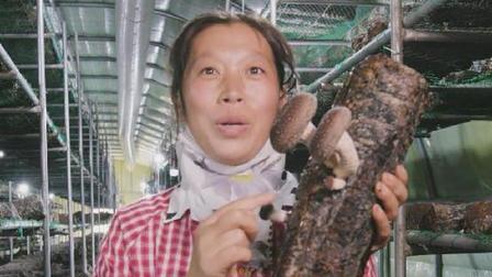 我們的扶貧故事&mdash;&mdash;李白營(yíng)的蘑菇真是香