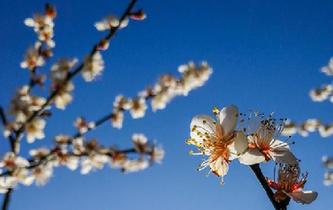 新春&ldquo;十里梅花&rdquo;迎客來(lái)
