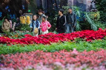 云南昆明：&ldquo;花之城&rdquo;游人多