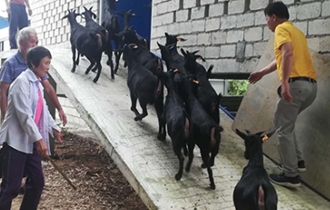 華能?？陔姀S：脫貧攻堅齊心力 貧困鄉(xiāng)村煥新顏