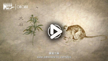 第三十集：別惹&ldquo;大麻&rdquo;煩