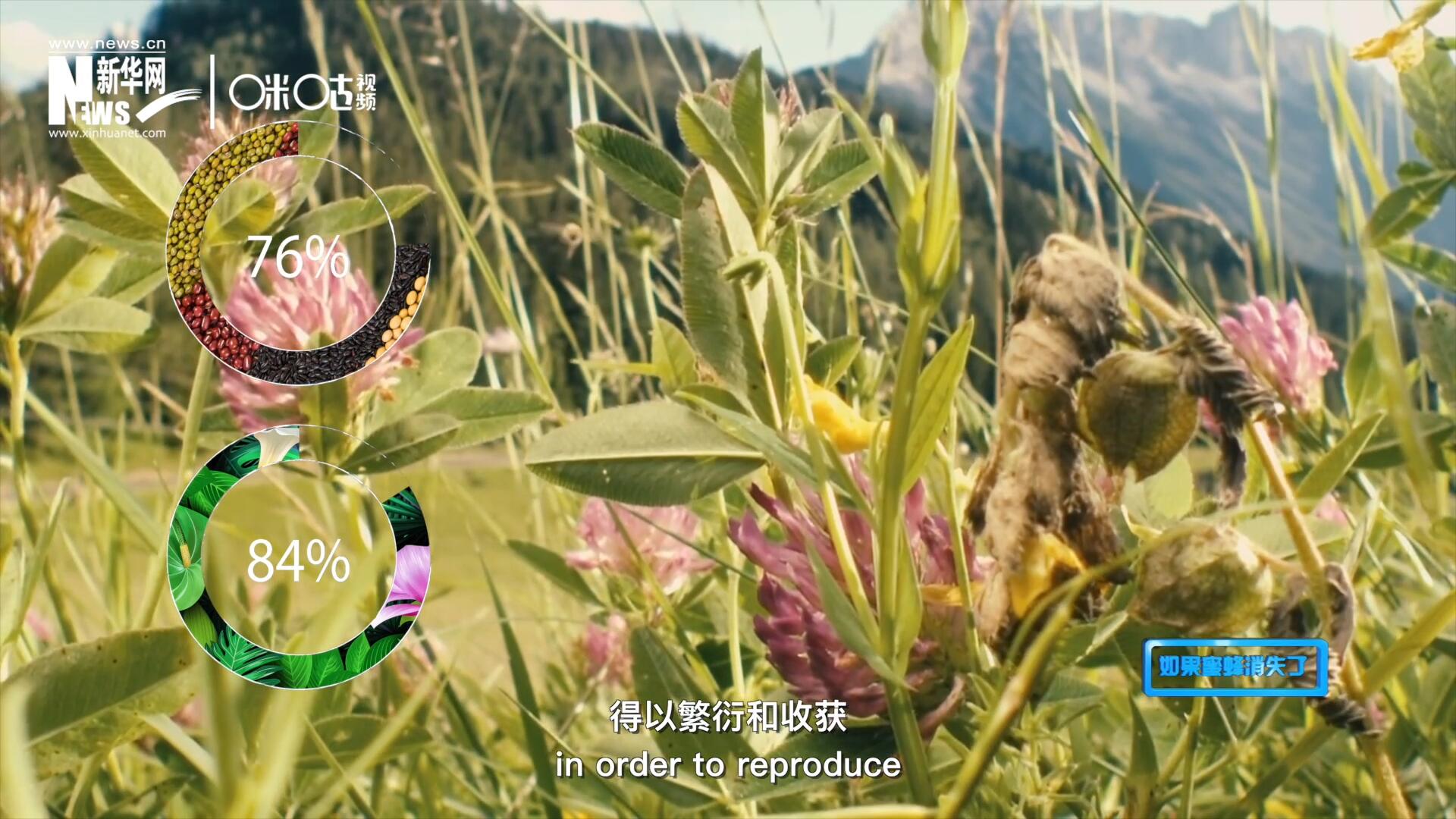 世界上百分之七十六的糧食作物和百分之八十四的植物，通過(guò)蜜蜂傳授花粉得以繁衍和收獲