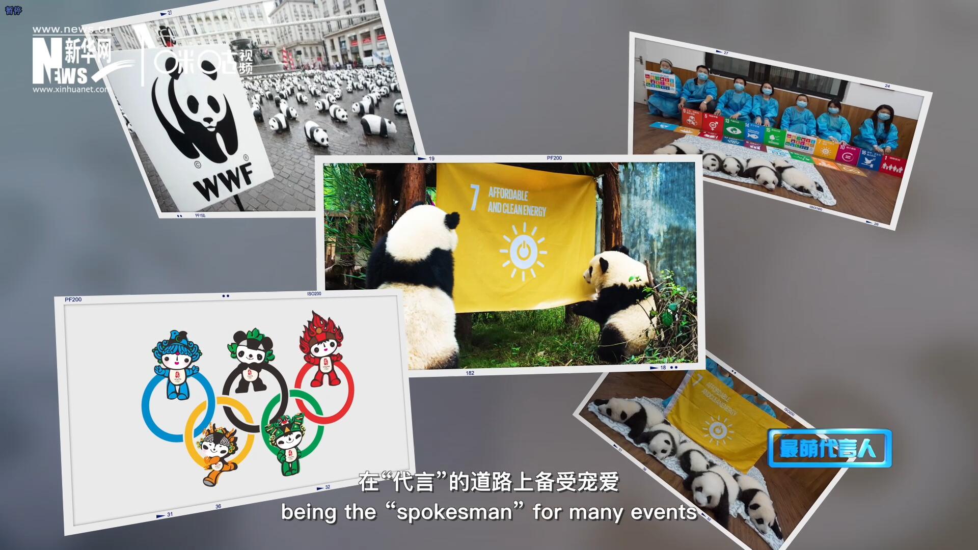 大熊貓在世界各地圈粉無數(shù)，在&ldquo;代言&rdquo;的道路上備受寵愛。