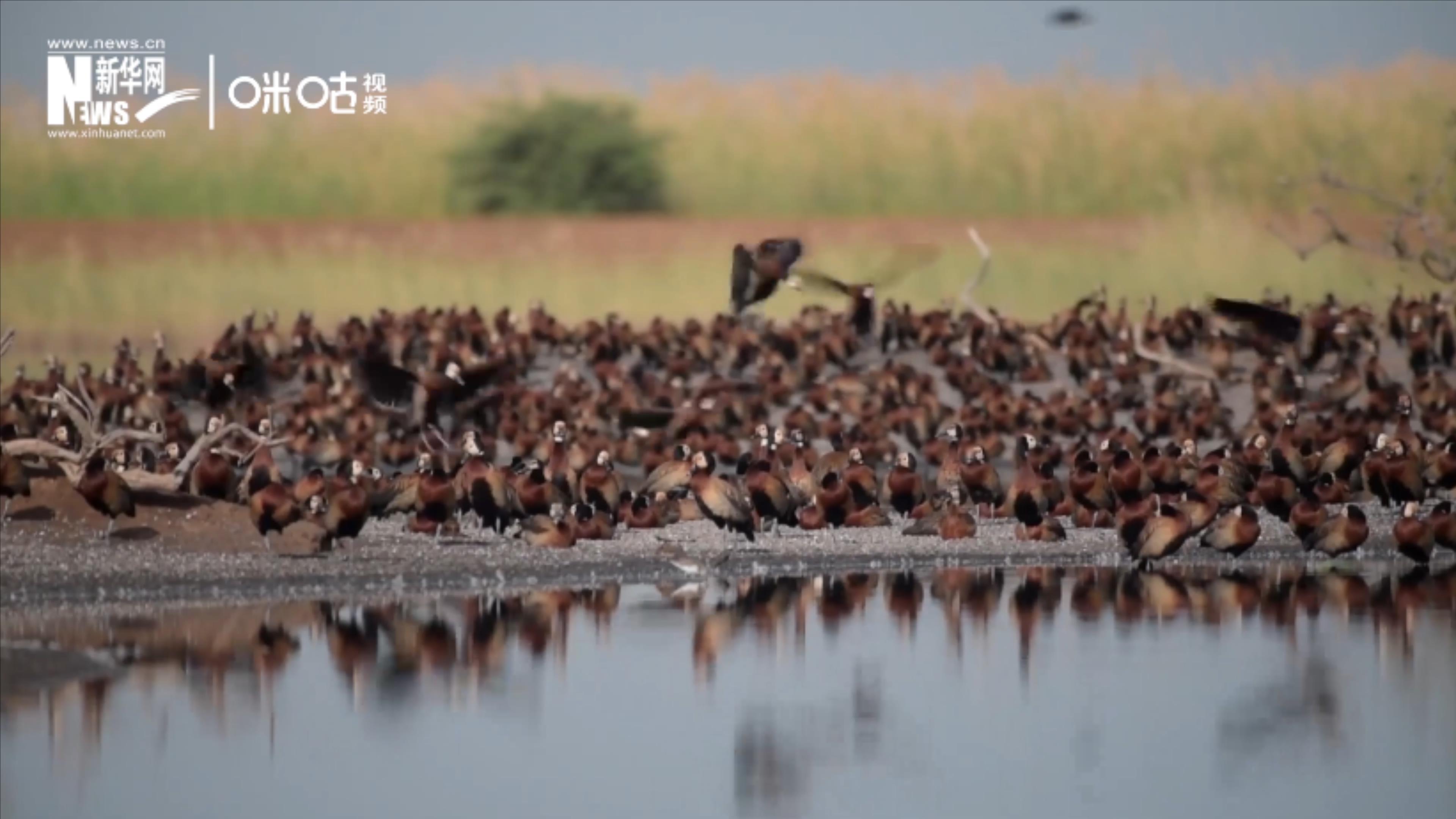 候鳥將人類、生態(tài)系統(tǒng)和世界各國連在一起