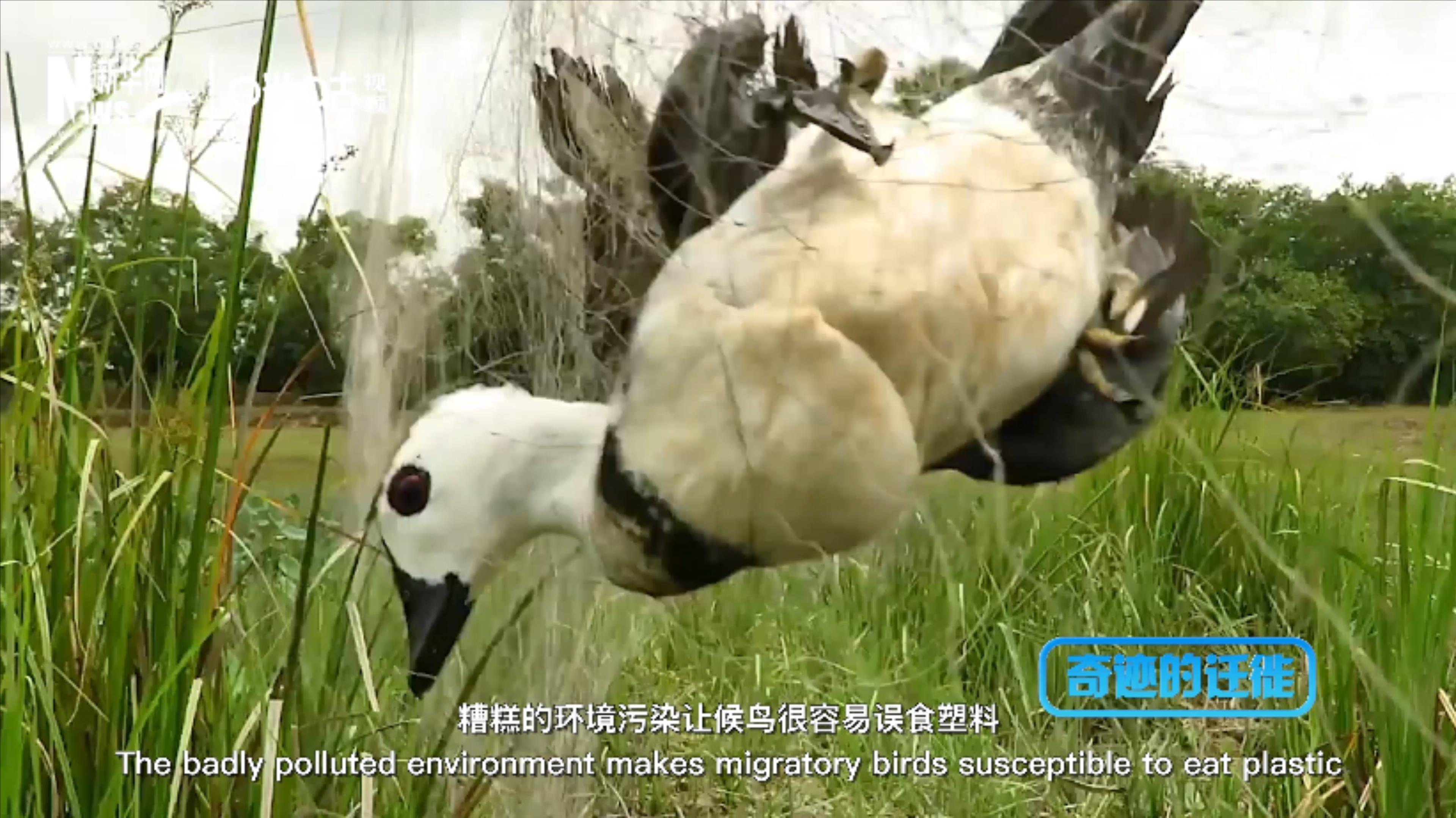 棲息地減少、環(huán)境污染、捕殺正威脅著候鳥的生存