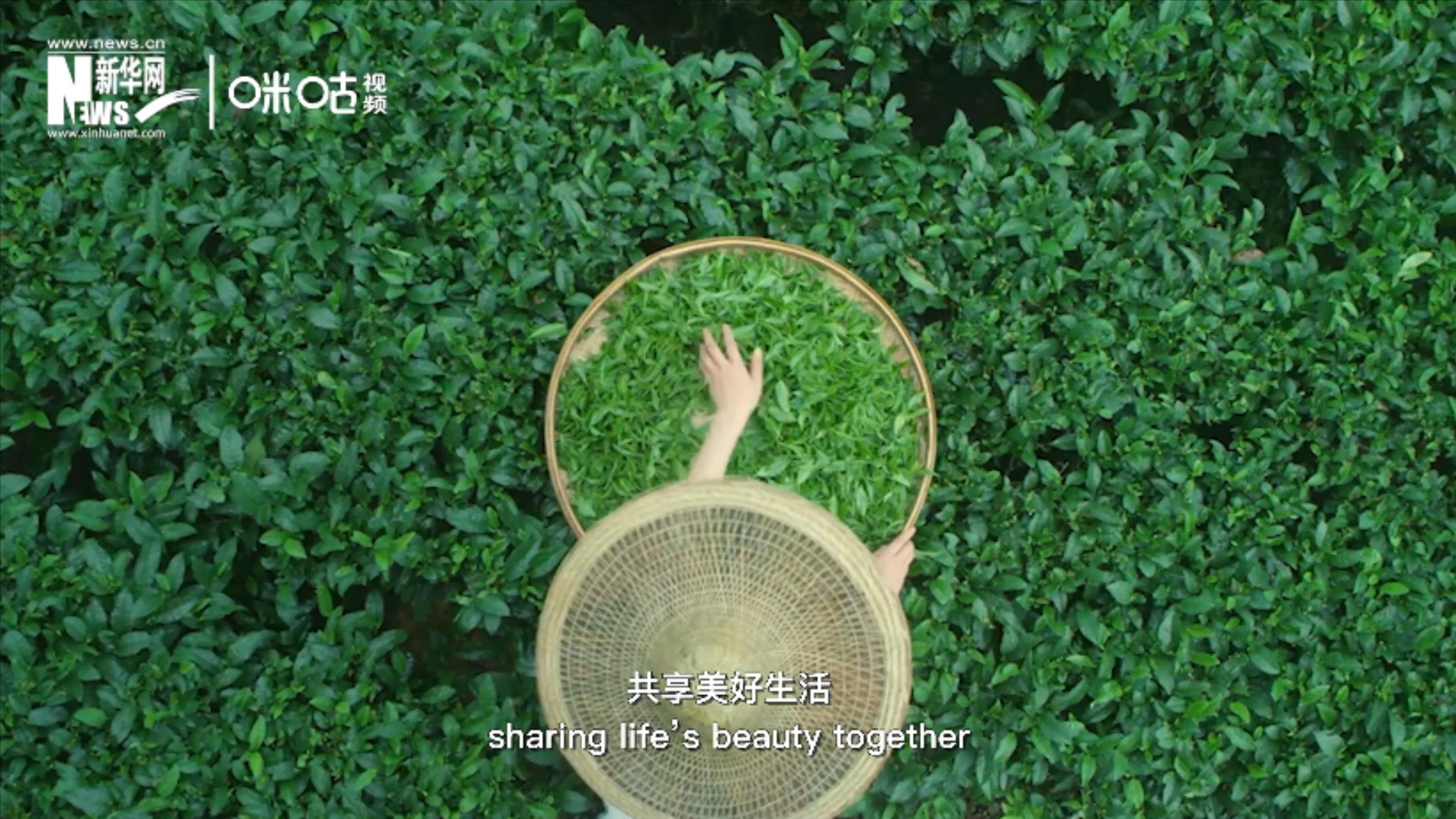 聯(lián)合國把每年的5月21日設(shè)為&ldquo;國際茶日&rdquo;