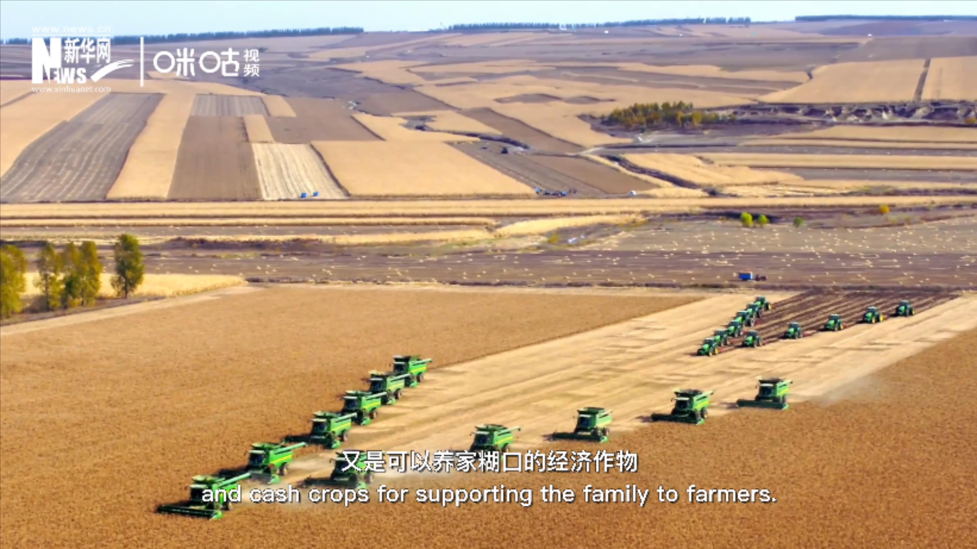 豆類既是可以擺上餐桌的食物，又是可以養(yǎng)家糊口的經(jīng)濟(jì)作物