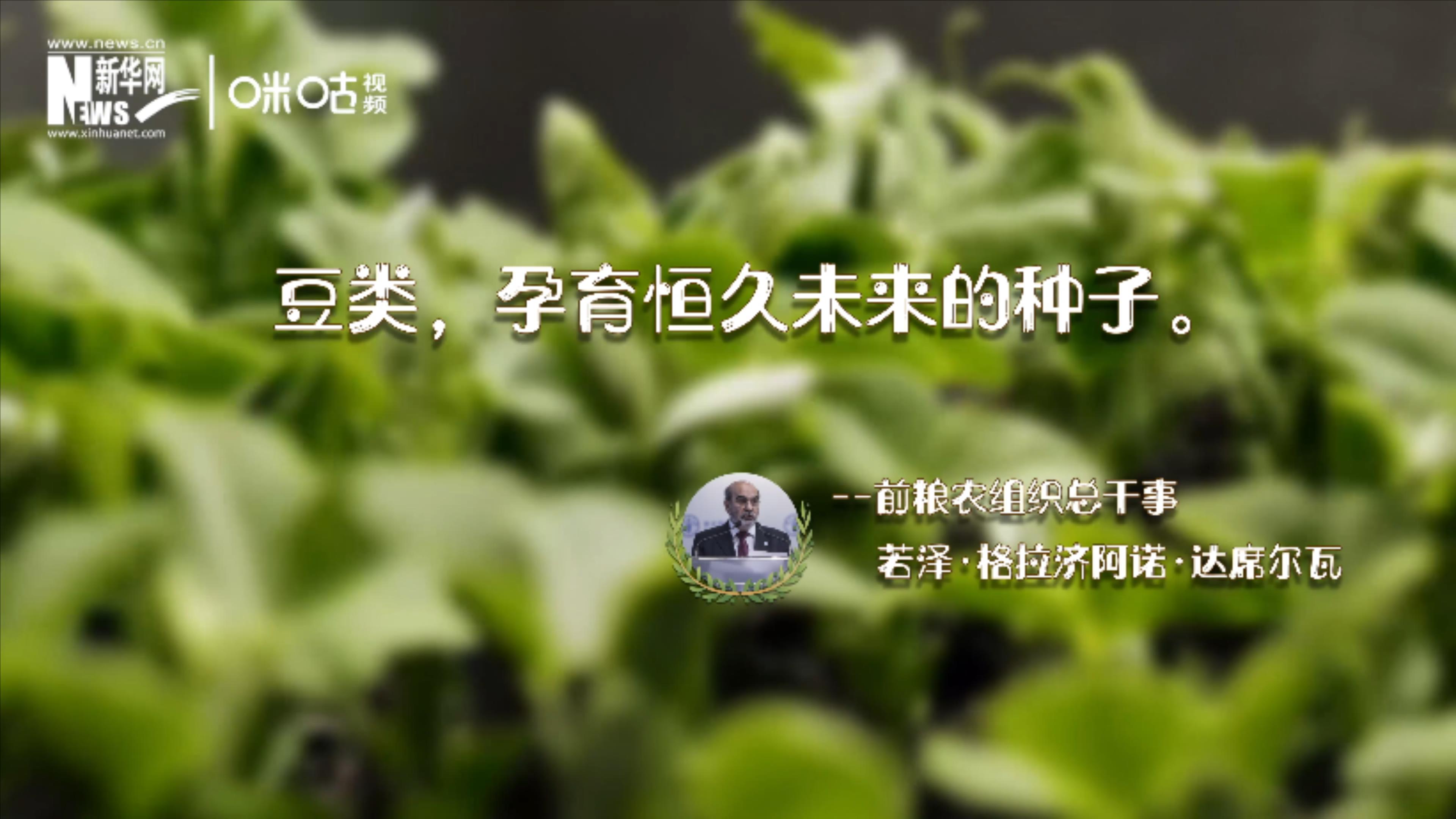 豆類，孕育恒久未來的種子