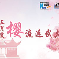 三月賞櫻，流連武大