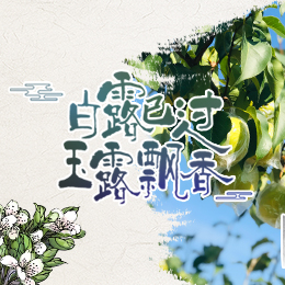 白露已過，玉露飄香