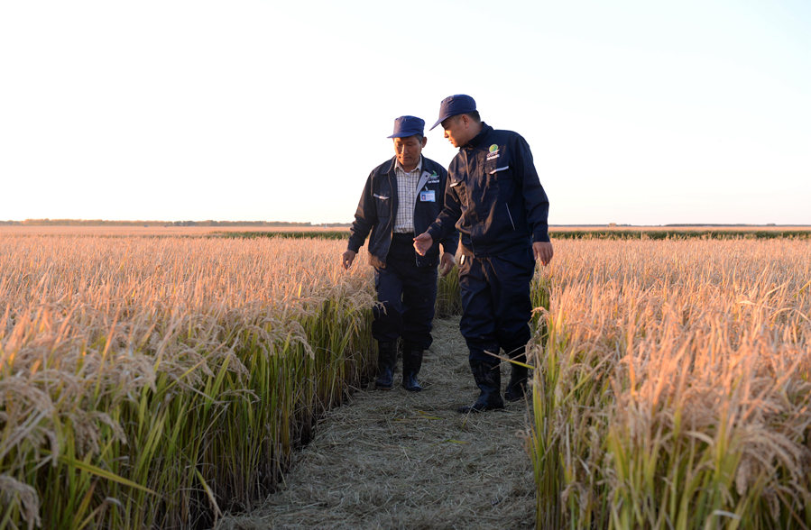 新華微評(píng)：讀懂&ldquo;一碗米&rdquo;的分量