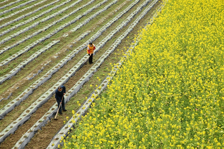 新華社評(píng)論員:防疫不誤農(nóng)時(shí)，固本首在&ldquo;三農(nóng)&rdquo;