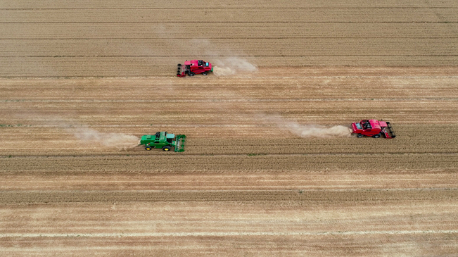 【&ldquo;飛閱&rdquo;中國】黃河兩岸，麥浪翻滾遍地金