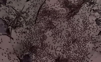 密集警告 泰國拍到罕見&ldquo;螞蟻死亡旋渦&rdquo;