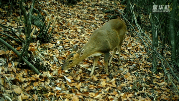 呆萌可愛！國(guó)家三有保護(hù)動(dòng)物小麂現(xiàn)身重慶陰條嶺