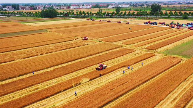 瞰豐收！風(fēng)吹麥浪 &ldquo;鐵馬&rdquo;馳騁