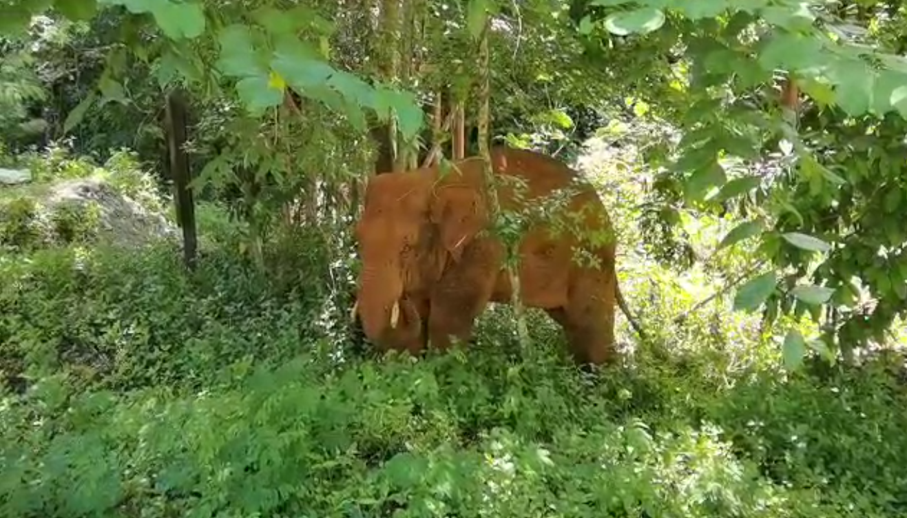 離群32天！云南北移離群獨象安全回家 專家詳解獨象&ldquo;南歸&rdquo;