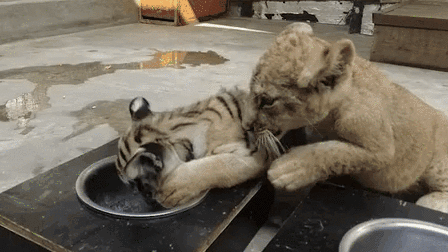 &ldquo;萌萌噠&rdquo;！虎獅&ldquo;姊妹花&rdquo;