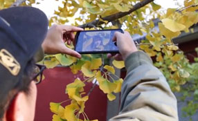 拯救你的拍照技術(shù)！五招用手機(jī)拍出唯美銀杏照
