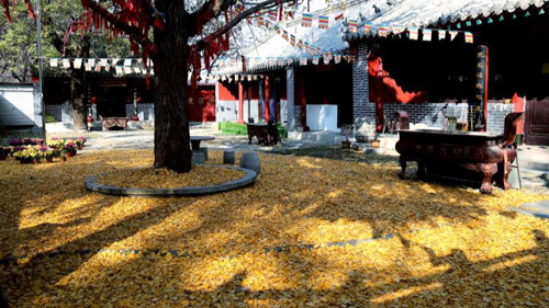 臨沂小伙回老家，爹媽往后備箱里塞活豬