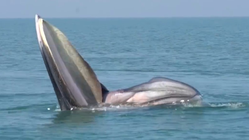 罕見！布氏鯨首次主動靠近科研船