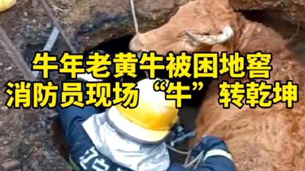 牛年老黃牛被困地窖，消防員現(xiàn)場&ldquo;牛&rdquo;轉(zhuǎn)乾坤！