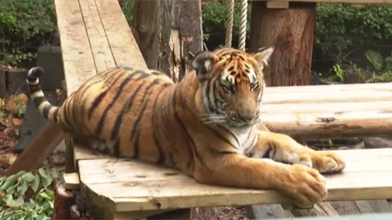 廣東廣州：華南虎雙胞胎 吃著&ldquo;元宵&rdquo;過(guò)佳節(jié)