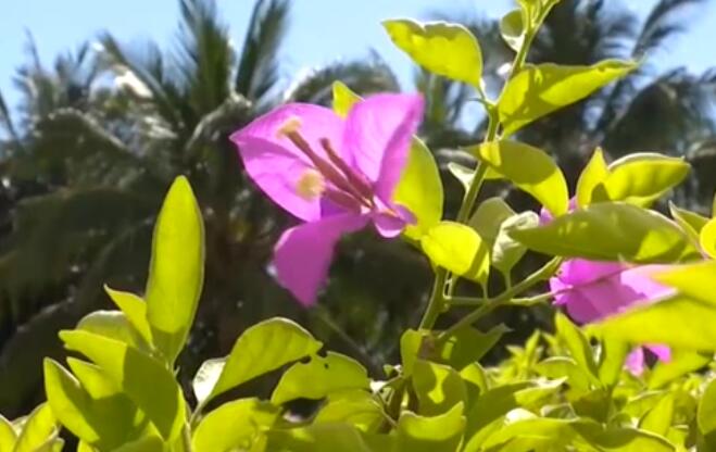 海南：超40℃！多市縣發(fā)布高溫預警