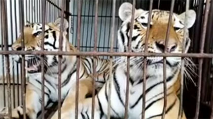 專家分析：老虎咬死飼養(yǎng)員事件 暴露哪些問(wèn)題？