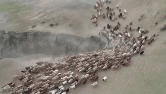 新疆福?？h43萬牲畜踏上夏季轉(zhuǎn)場路