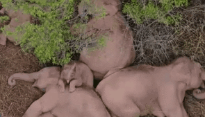 &ldquo;象&rdquo;往何處？ 亞洲象的&ldquo;正確睡姿&rdquo;什么樣？