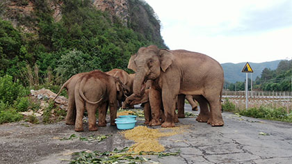 大象去哪兒？ 昨天野象群在玉溪易門活動(dòng)