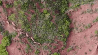 &ldquo;象&rdquo;往何方？ 象群正翻山南行 當(dāng)?shù)赜行蚴枭⑷罕? /></a>
<div   id=