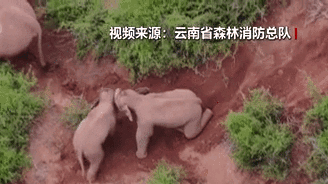 &ldquo;象&rdquo;往何方？野象群持續(xù)向南行進(jìn)