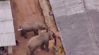 圈粉無數(shù)的&ldquo;大象旅行團(tuán)&rdquo;走到哪兒了？