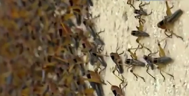 恐怖！ 漫天飛舞 俄邊疆區(qū)遭蝗蟲(chóng)、瓢蟲(chóng)侵襲