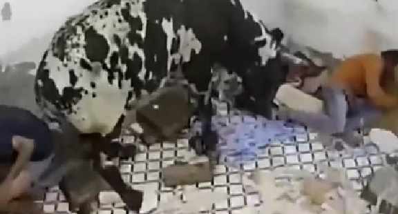 驚嚇！ 印度公牛打架沖進(jìn)屋子 男子奪門(mén)而出