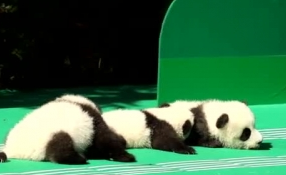 &ldquo;萌神&rdquo;駕到！新生熊貓寶寶&ldquo;C位&rdquo;亮相