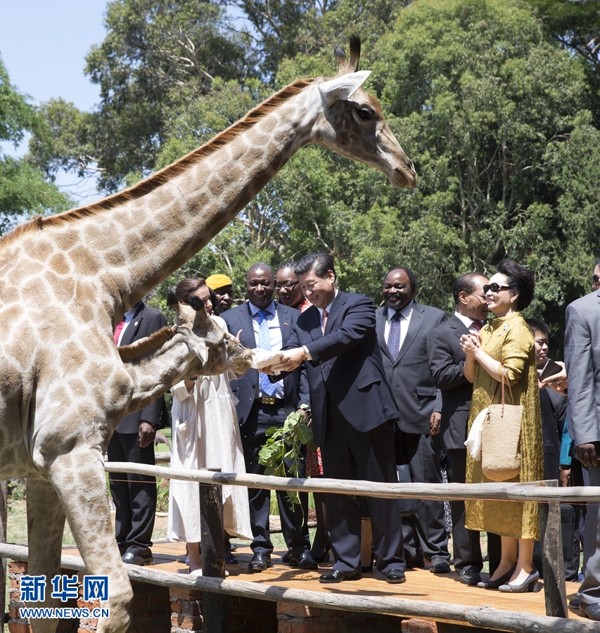 12月2日，國家主席習近平在津巴布韋考察野生動物救助基地。在基地負責人陪同下，習近平和夫人彭麗媛察看了基地救助的野生動物，并給大象、長頸鹿遞喂水果、樹葉。新華社記者 黃敬文 攝 