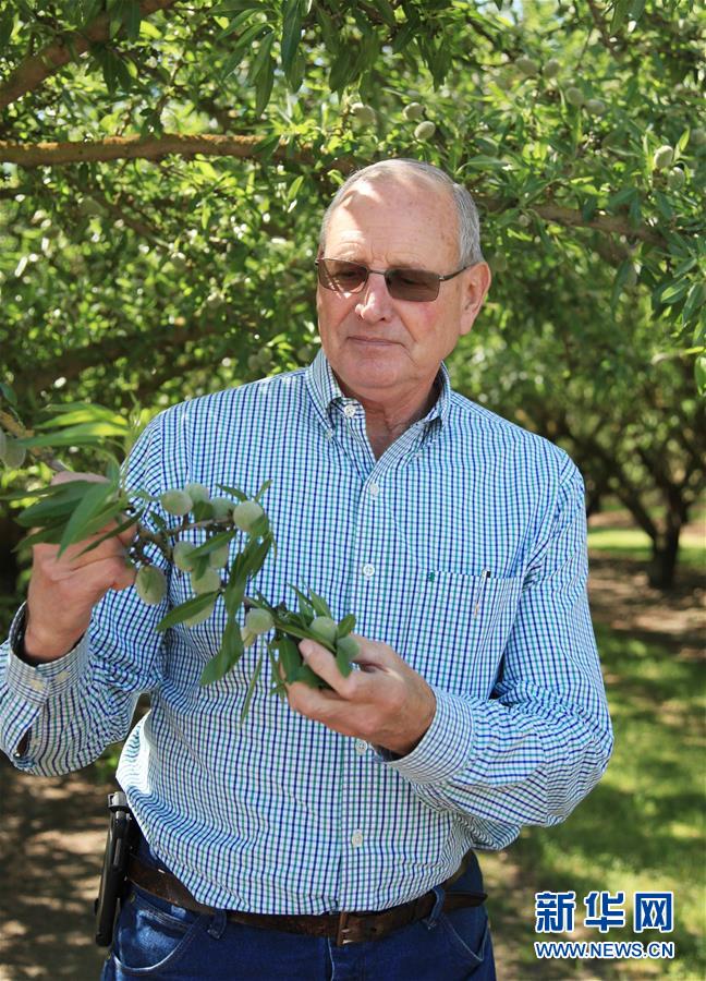 （國際&middot;圖文互動）（2）加州巴旦木種植業(yè)農民期待中美早日消除貿易摩擦