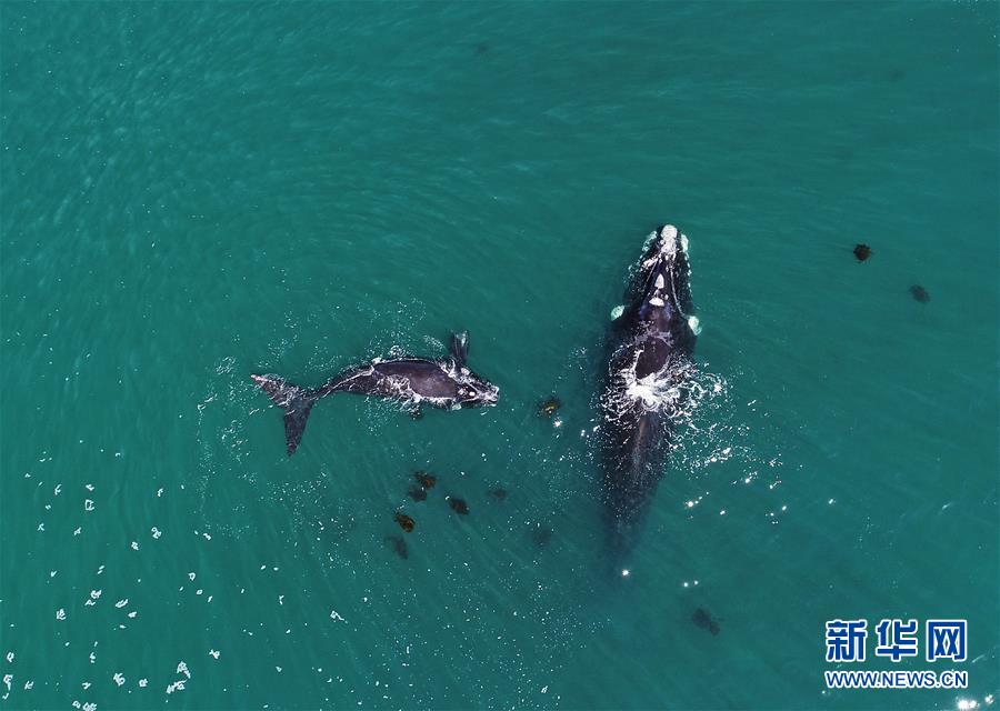 （國際）（4）第27屆鯨魚節(jié)南非赫曼紐斯開幕