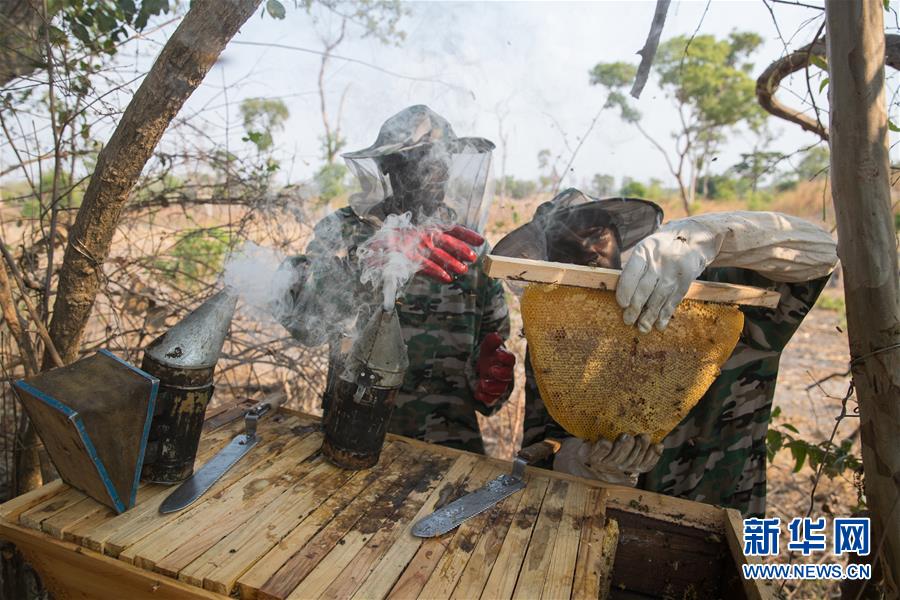 （國際&middot;聚焦進(jìn)口博覽會&middot;圖文互動(dòng)）（4）通訊：贊比亞蜂蜜企業(yè)欲借進(jìn)博會開拓中國市場