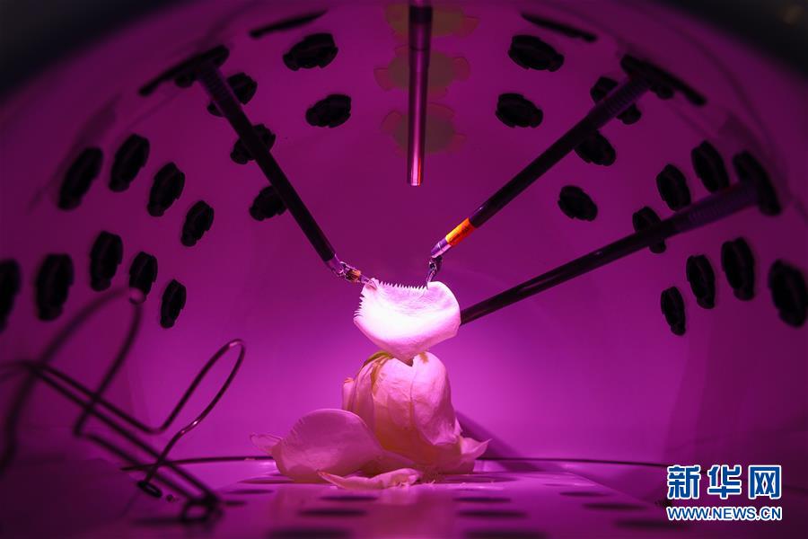 （鏡觀進(jìn)博會）妙手&ldquo;雕&rdquo;花