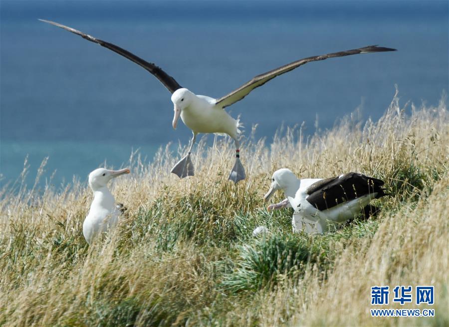 （國(guó)際&middot;圖文互動(dòng)）（6）通訊：探訪新西蘭泰厄羅阿角信天翁之家